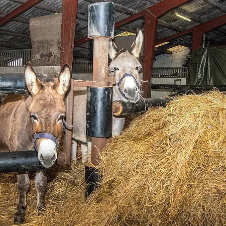 Semesterbostad 4 Person In Højer