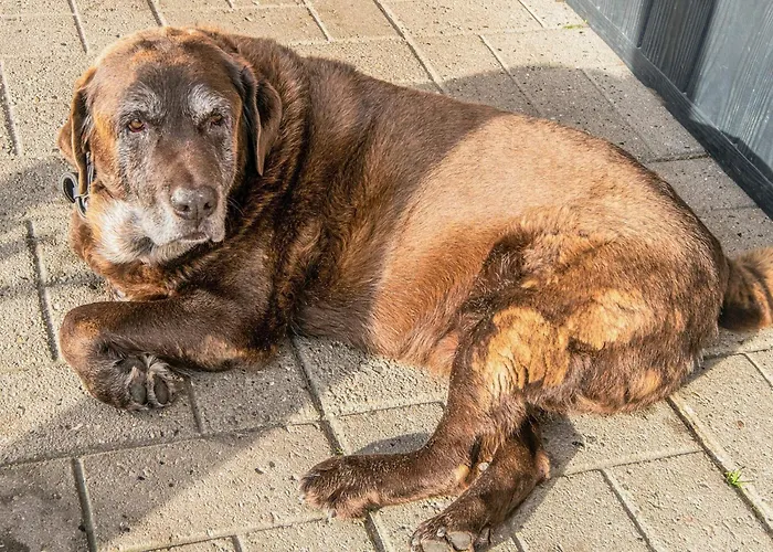 Ferienhaus 4 Person In *